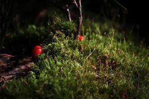 Red berries in moss with sunlight. photo