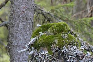 Moss and lichen with a stem in the background. photo