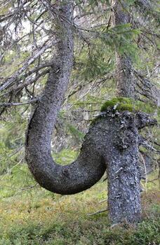 Curious tree in a Swedish forest. It bent down but continued to grow. photo