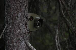 Surveillance camera behind a tree. photo