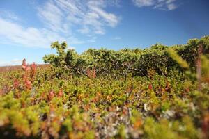 Juniper dwarf shrub growing in heathlands on mountain peak in Sweden photo