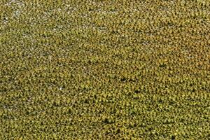 Wet moss in a bog. photo