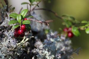 Lingonberry Vaccinium vitis-idaea and lichen in Sweden photo