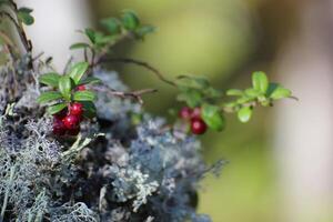 Lingonberry Vaccinium vitis-idaea and lichen in Sweden. photo