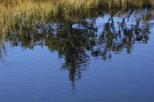 Tree reflections on lake and grass. photo