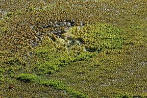 Wet moss in a bog photo