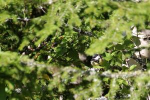 Great tit Parus major sitting in spruce tree Picea. photo