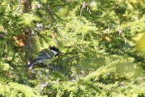 Great tit Parus major sitting in spruce tree Picea photo