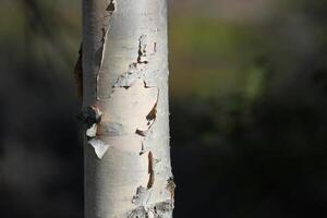 Paper-like bark of a birch Betula tree. photo