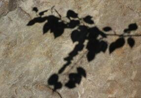 Shadows of leaves and twig on a big rock photo