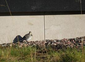 White wagtail Motacilla alba sitting on the ground in front of house photo