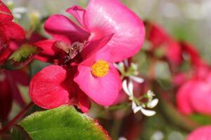 Blossoms of an ornamental Begonia x semperflorens-cultorum hybrid. photo