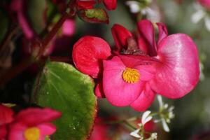Blossoms of ornamental Begonia x semperflorens-cultorum hybrid. photo