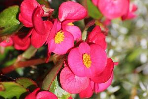 Blossoms of ornamental Begonia x semperflorens-cultorum hybrid photo