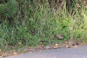 Young European robin Erithacus rubecula at the side of the road. photo