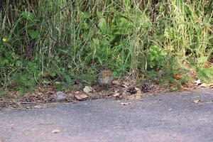 Young European robin Erithacus rubecula at the side of the road photo