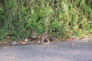 Young European robin Erithacus rubecula at side of road. photo