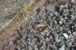 Very young smooth newt Lissotriton vulgaris on gravel ground. photo