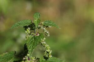 Inflorescence and fruits of the common nettle Urtica dioica. photo