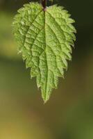 Stinging nettle Urtica dioica leaf with reflections of sunlight. photo