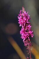 Blossoms of purple loosestrife Lythrum salicaria with reed in background photo