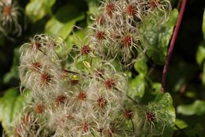 Fruits with silky appendages of the Traveller's Joy Clematis vitalba. photo