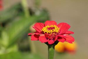 Flower head of a common zinnia Zinnia elegans syn. Zinnia violacea. photo
