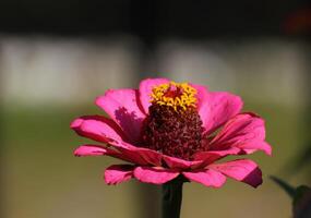 Flower head of a common zinnia Zinnia elegans syn Zinnia violacea photo