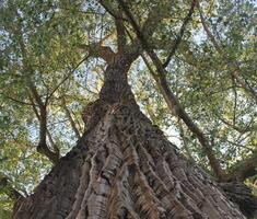 View from below a mighty linden tree Tilia. photo