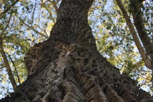 View from below a mighty linden tree Tilia photo