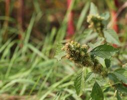 Green amaranth Amaranthus powellii inflorescence photo