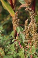 Green amaranth Amaranthus powellii inflorescence. photo