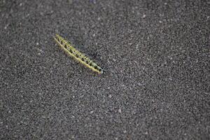 Caterpillar of the large white Pieris brassicae on asphalt. photo