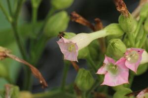 Blossoms of cultivated tobacco Nicotiana tabacum. photo