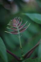 Pinnate leaves with red colors. photo