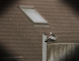 Dove genus Columba on a roof in sepia toned image. photo