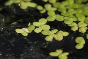 Common duckweed Lemna minor floating on water surface. photo