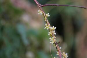 Stems and blossoms of the clover dodder Cuscuta epithymum growing on rose. photo
