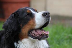 Bernese mountain dog sitting on grass and looking expectantly. photo