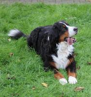Bernese mountain dog sitting on grass and looking attentively. photo