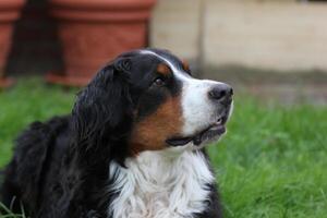 Bernese mountain dog sitting on grass and looking attentively photo