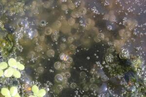 Shallow water with algae, duckweed, and air bubbles. photo