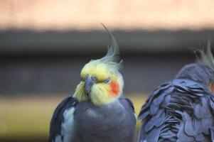 Cockatiel Nymphicus hollandicus with closed eyes. photo