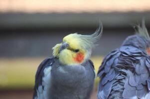 Cockatiel Nymphicus hollandicus tilting its head. photo