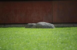 Two big rocks on a lawn photo