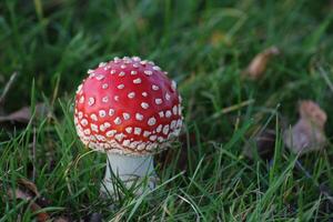 Fly agaric Amanita muscaria on grass. photo