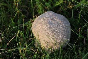 Mosaic puffball Lycoperdon utriforme mushroom. photo