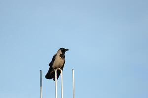 Hooded crow Corvus cornix sitting on an aerial in front of blue sky. photo