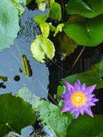 In a serene and tranquil pond environment, there exists a stunning purple flower, elegantly adorned with a vibrant yellow center, and is embraced by lush, verdant green leaves all around it photo
