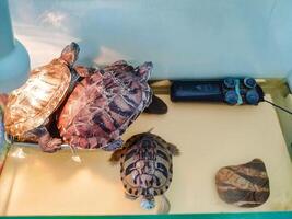 Inside a clear and transparent glass container, three little turtles are peacefully resting and enjoying their surroundings, as well as each others delightful company in this cozy habitat photo